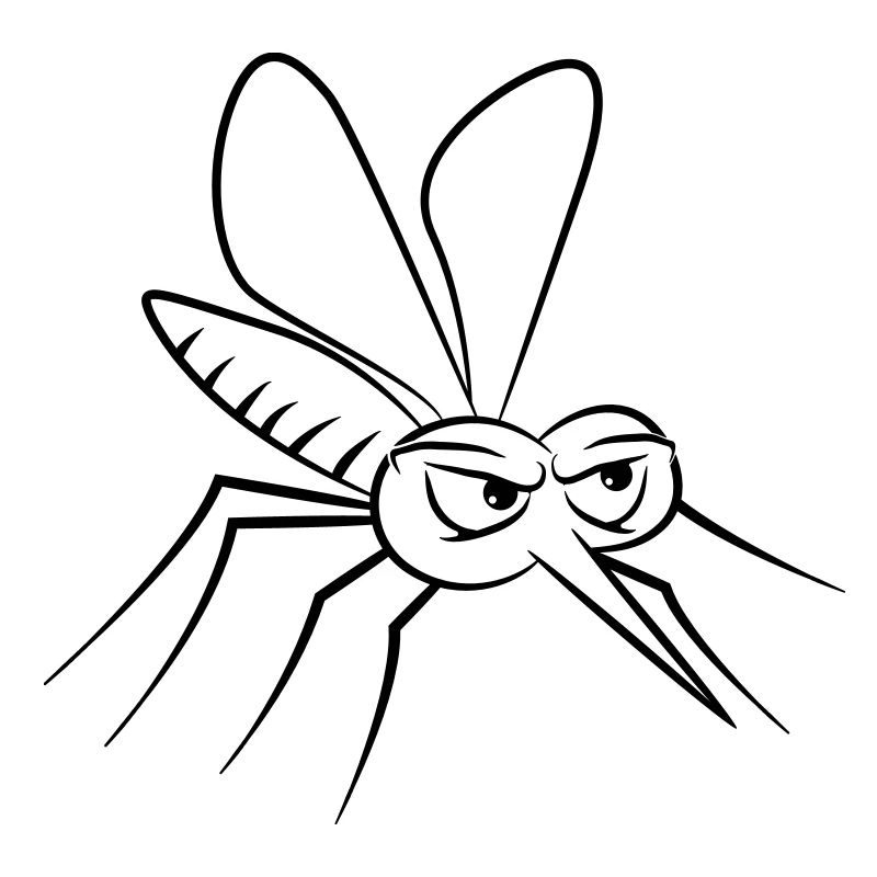 Mosquito insect