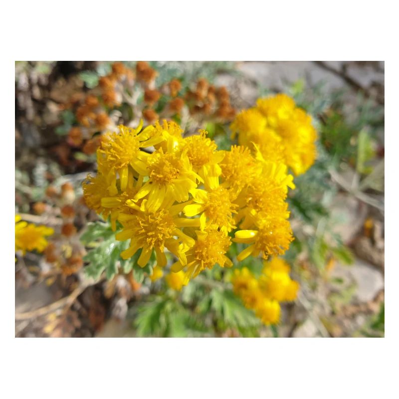 Jacobaea maritima also silver ragwort Greiskraut