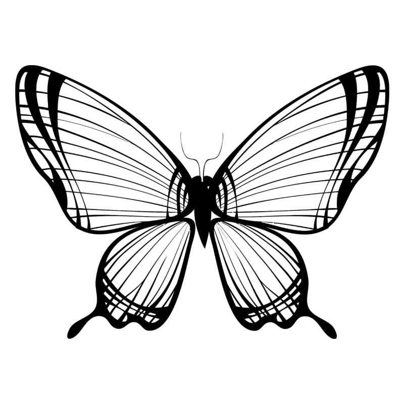butterfly