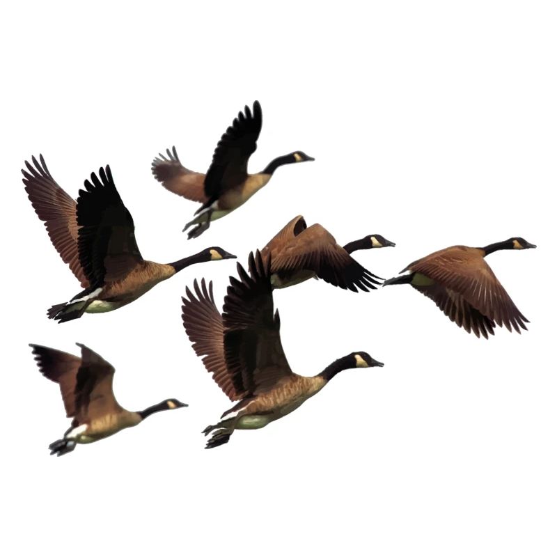 ducks