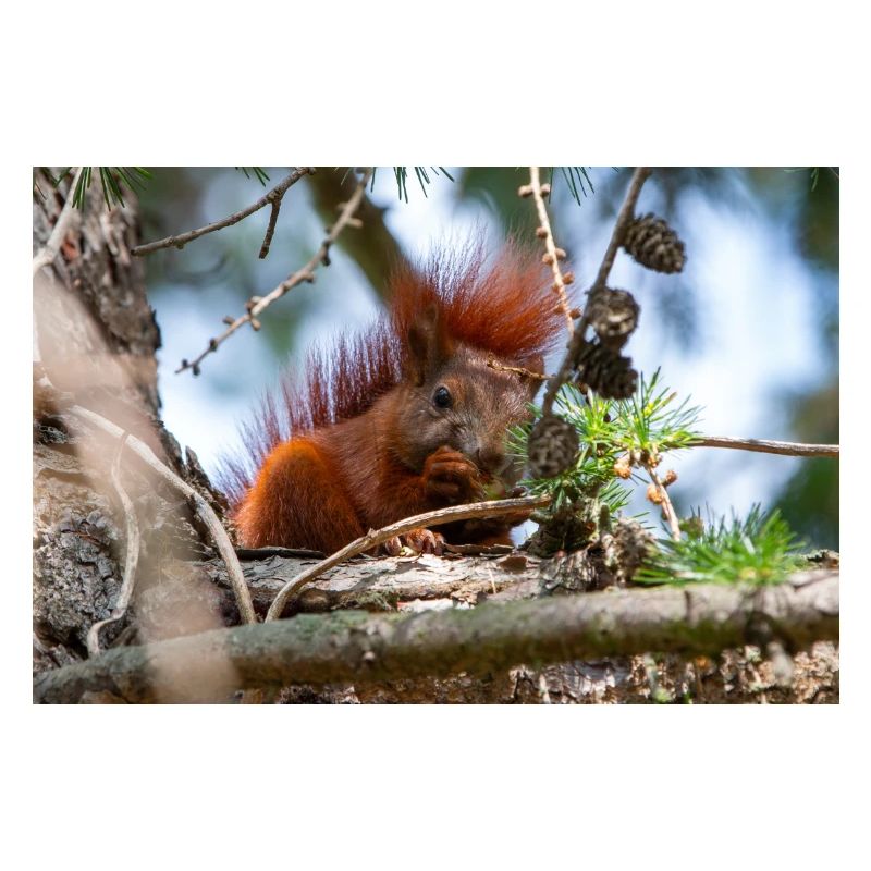 écureuil (en allemand Eichhörnchen) Sciurus