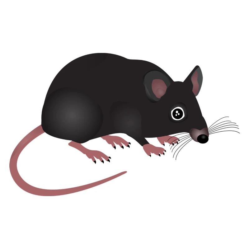 rat