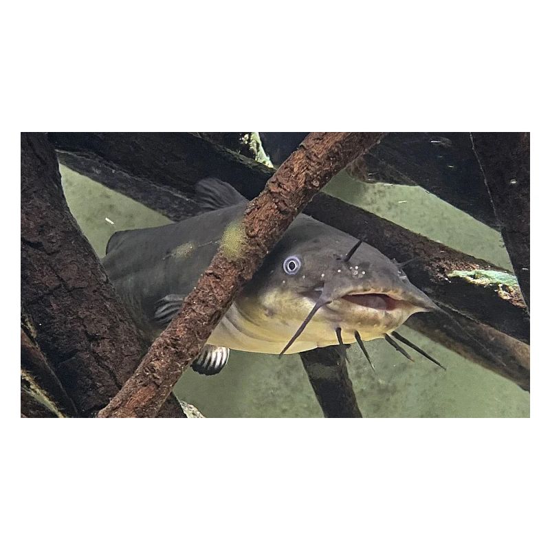 poisson chat aeiurus melas siluriforme xl