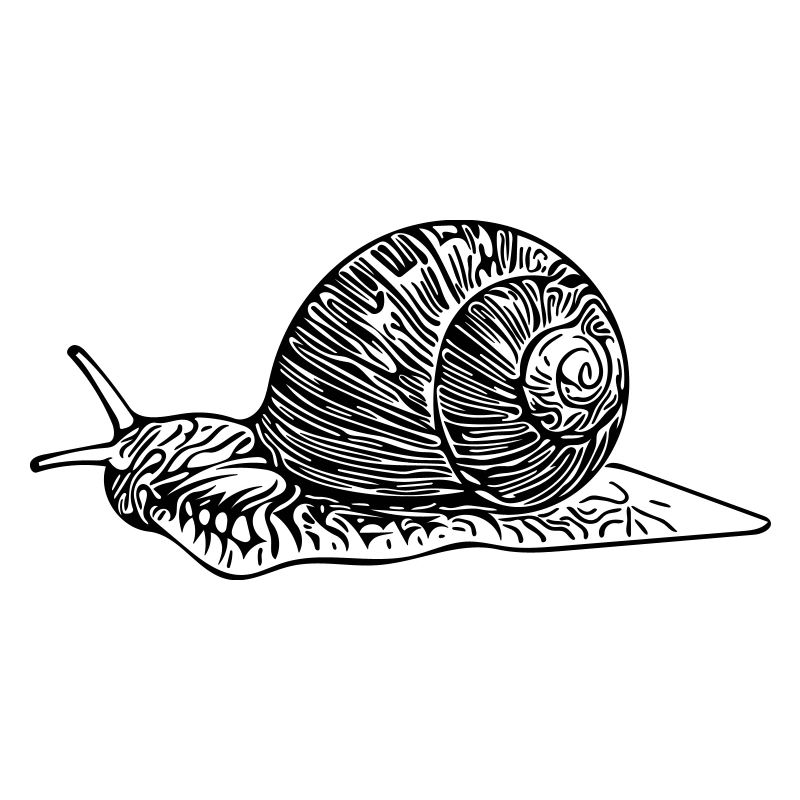 Schnecke