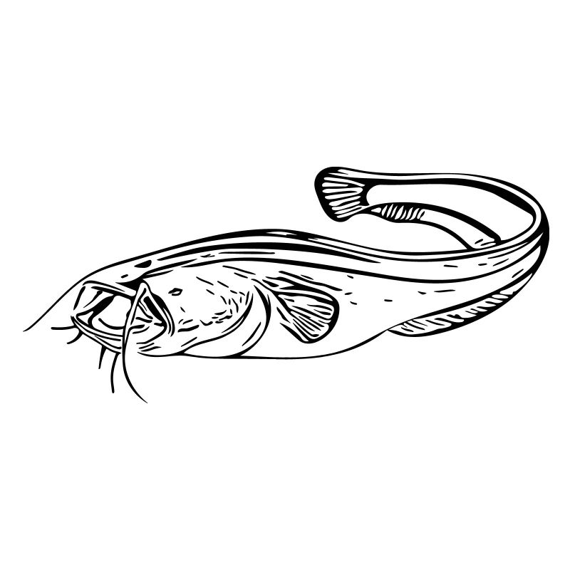 Poisson-chat - pêcheur