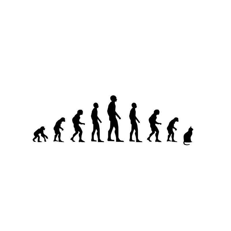 Cats evolution