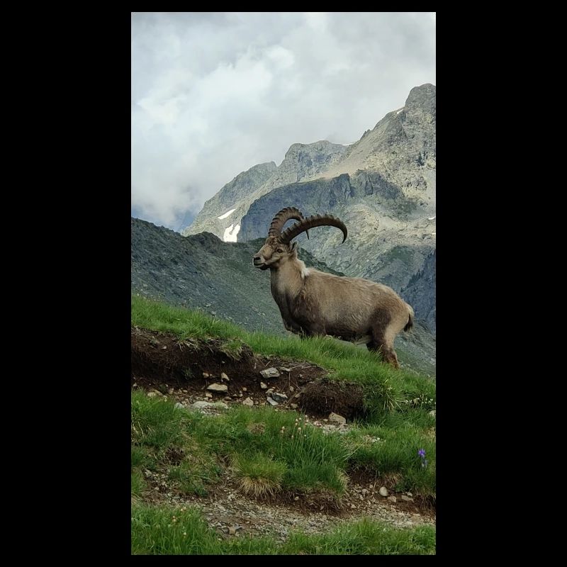 Steinbock