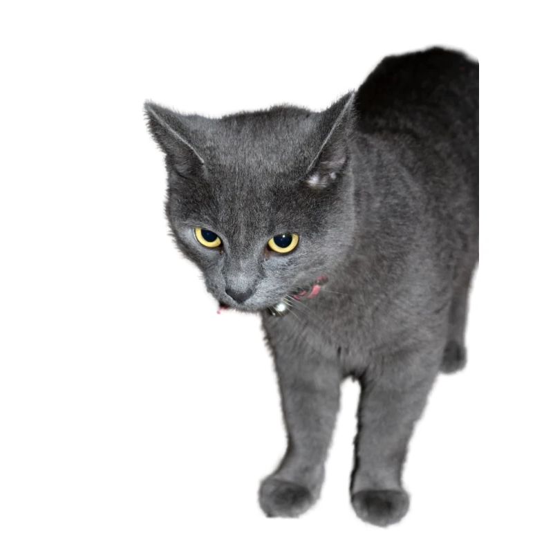 Chat noir gris