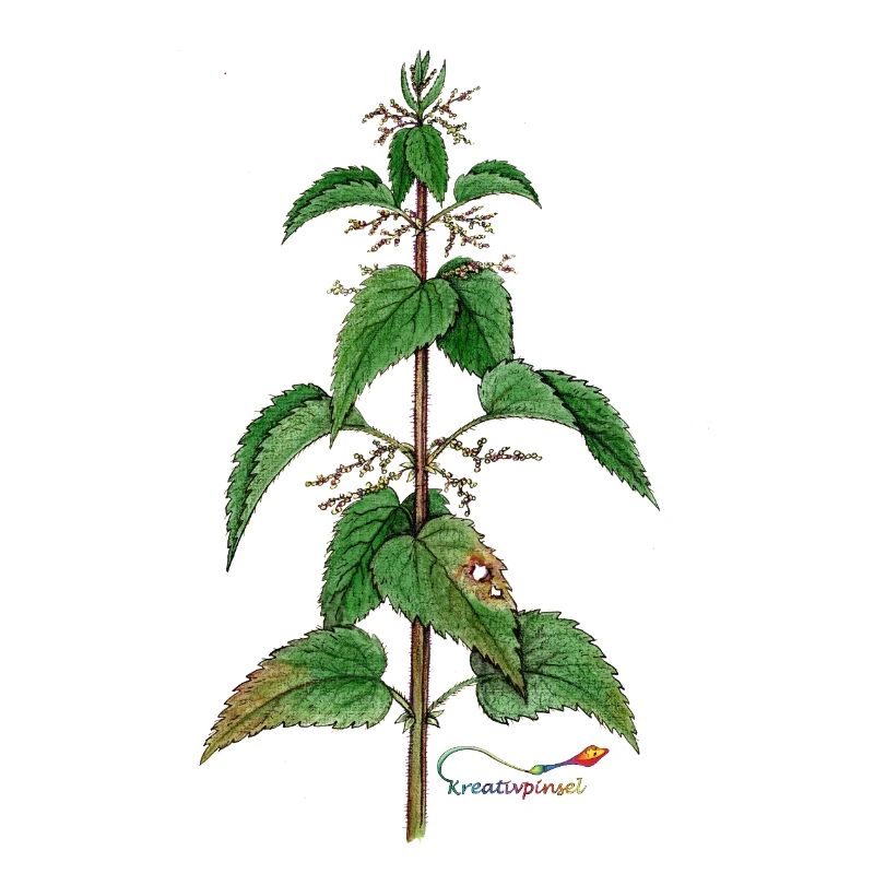 Nettle (Urtica dioica)