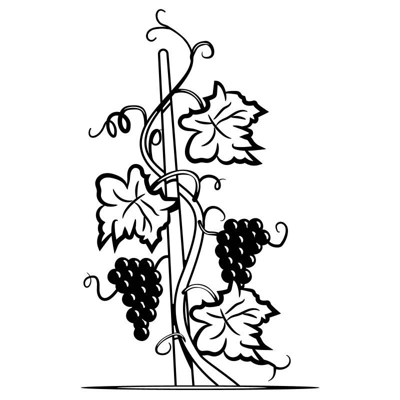 Wine vine night moon
