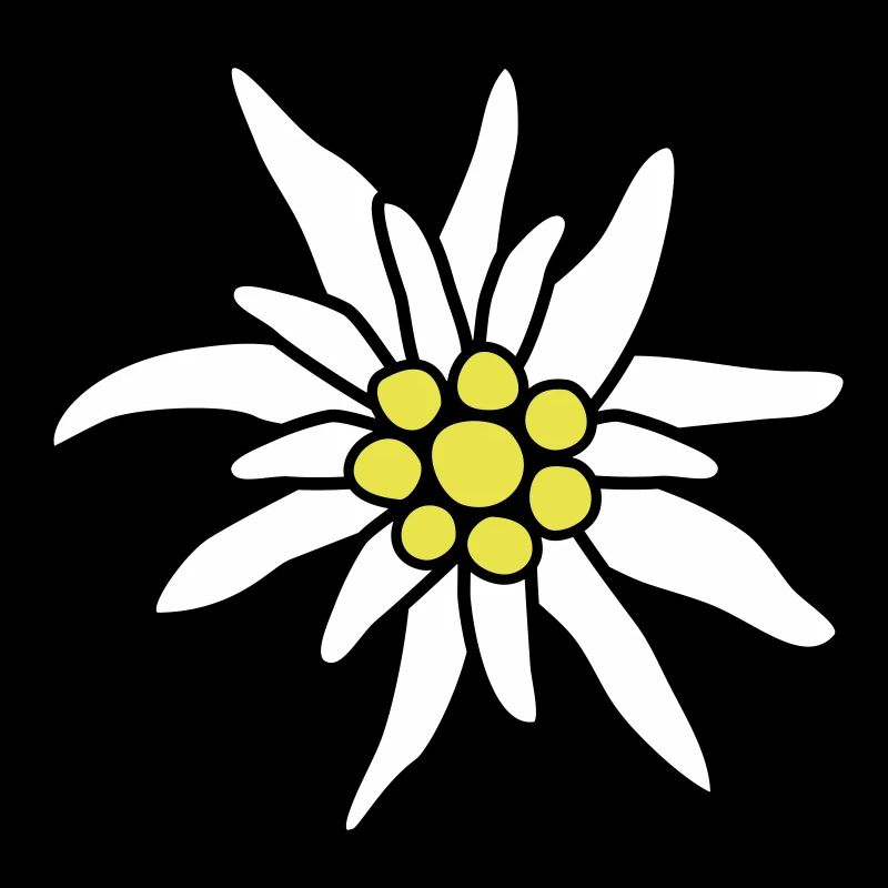 Blüte, Edelweiß