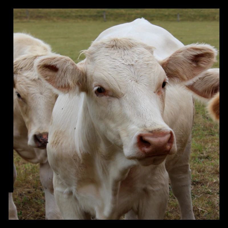 Affiche vache