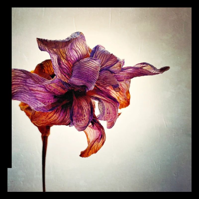 Withered Flower