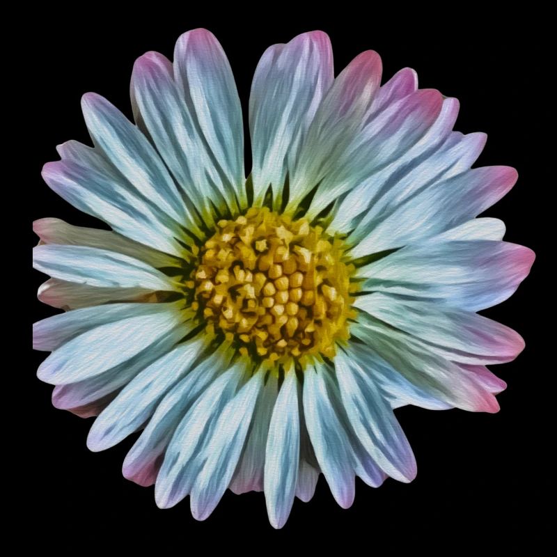 Daisy