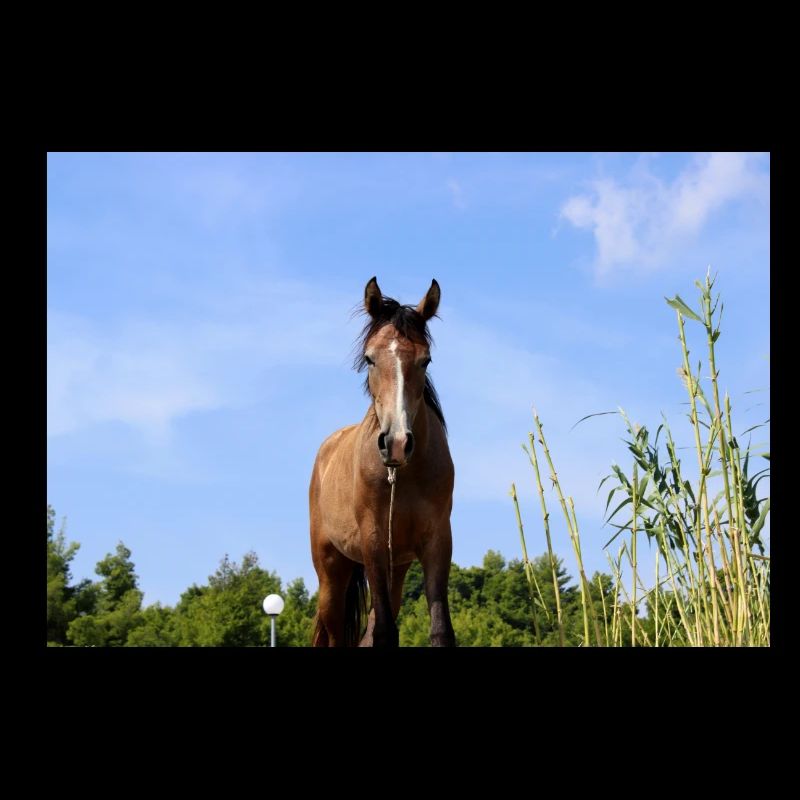 Affiche Cheval Cheval