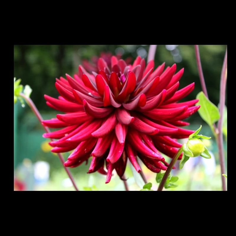 Dahlie rot Blüte ,Blume