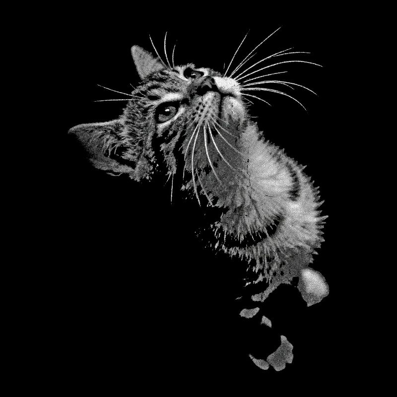 Graustufen Katzenschnurrer Blick