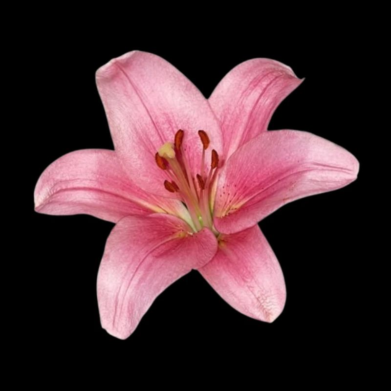 Fleur de lys - lily