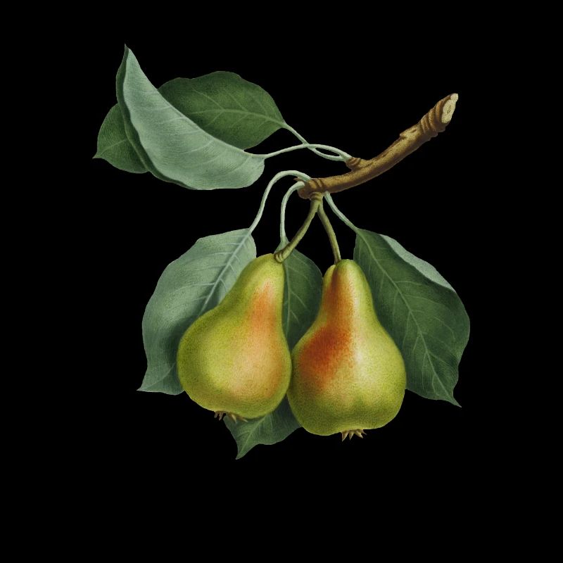 Vintage Pear, Botanical Illustration, Drawing