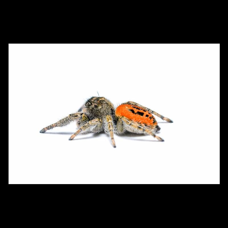 Springspinne Phidippus texanus jumping spider