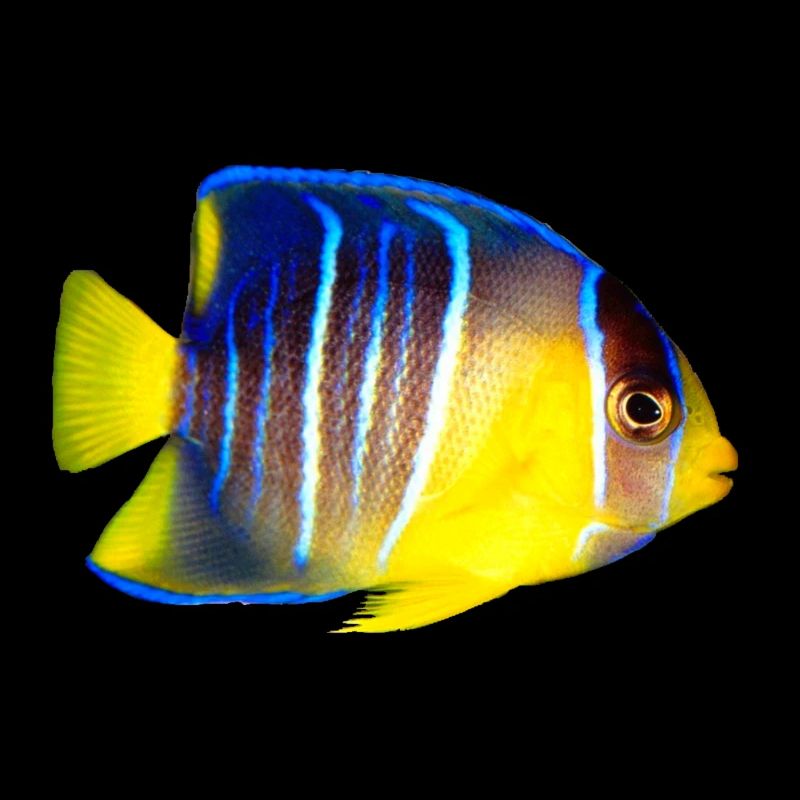 Fisch