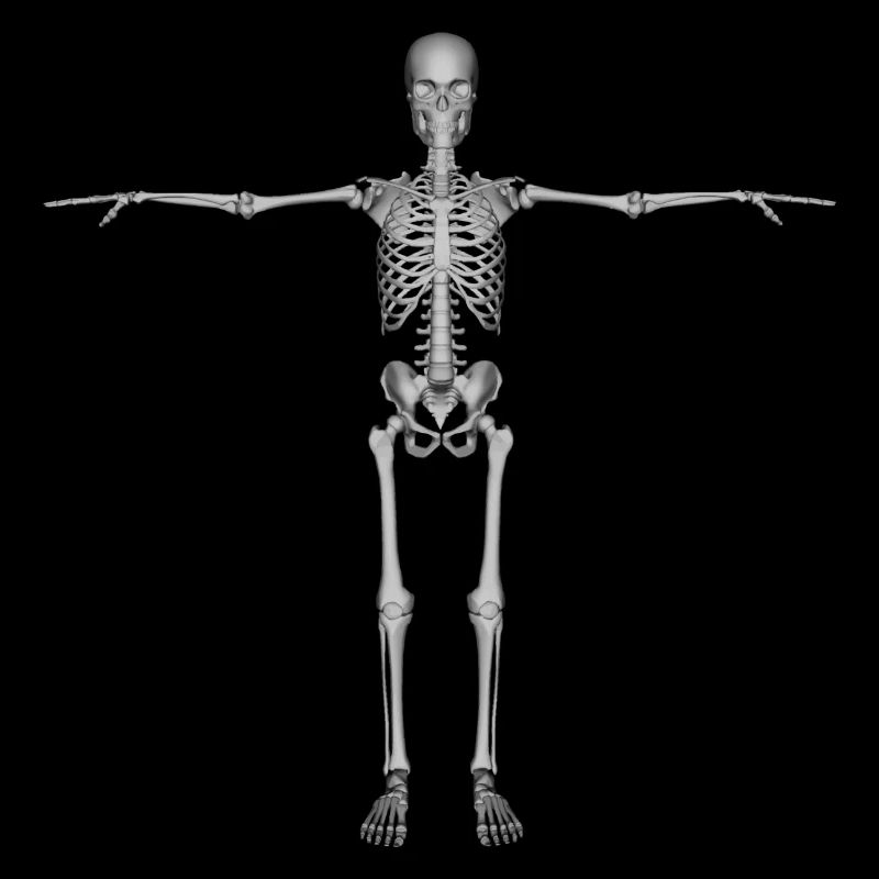 skeleton skelett bones knochen skull schaedel66