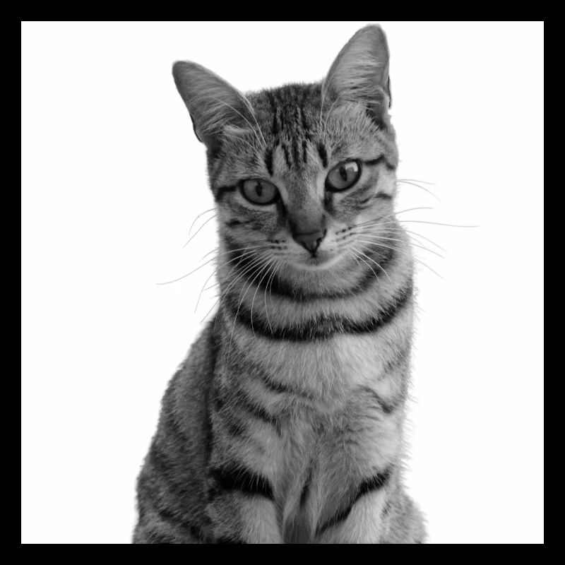 weiße Katze Katze weiß Katzen Geschenk