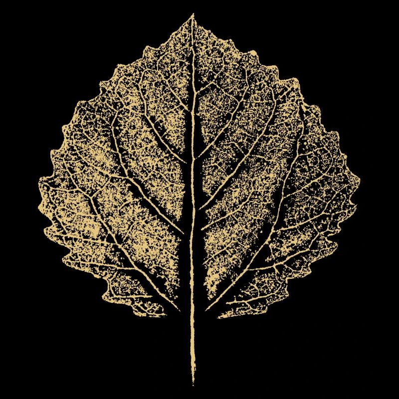 Birch Leaf - Birch Leaf - Nature & Botany