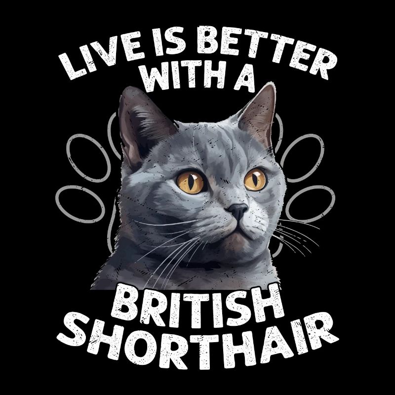 Live Is Better With A British Shorthair Kitten Own