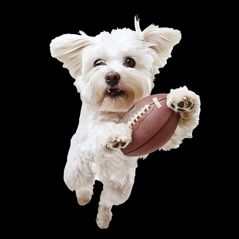 Maltese