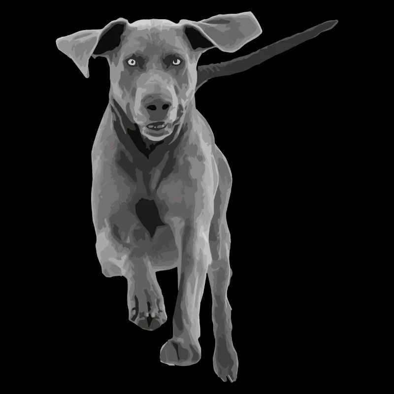 Hund Weimaraner springend