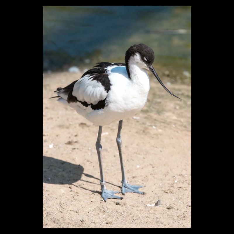 Avocette (Avocette, Recurvirostra avosetta)