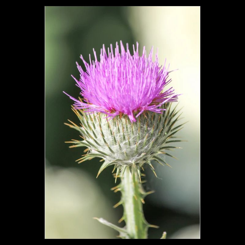 cotton thistle also Scotch or Scottish thistle