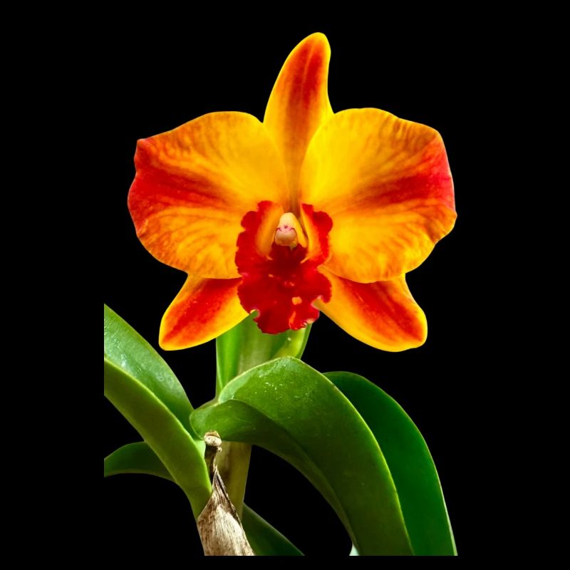 Cattleya Hybride Orange Rouge Jaune Fleur d’Orchidée