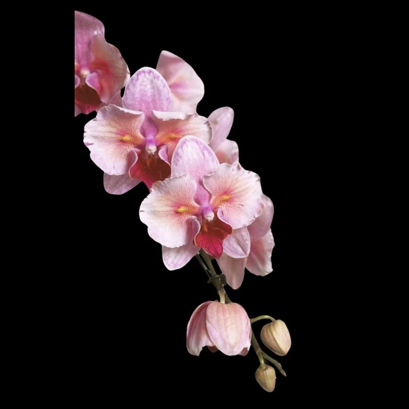 Phalaenopsis Swan Blush pelorische Orchidee Blüten