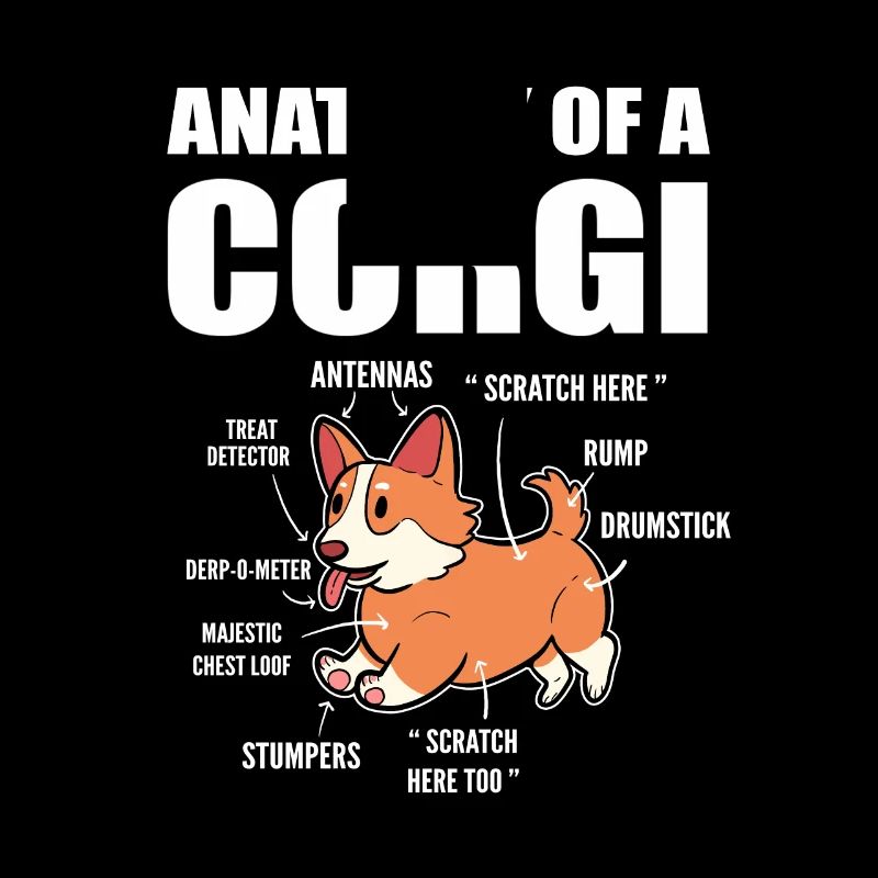 Corgi Anatomie