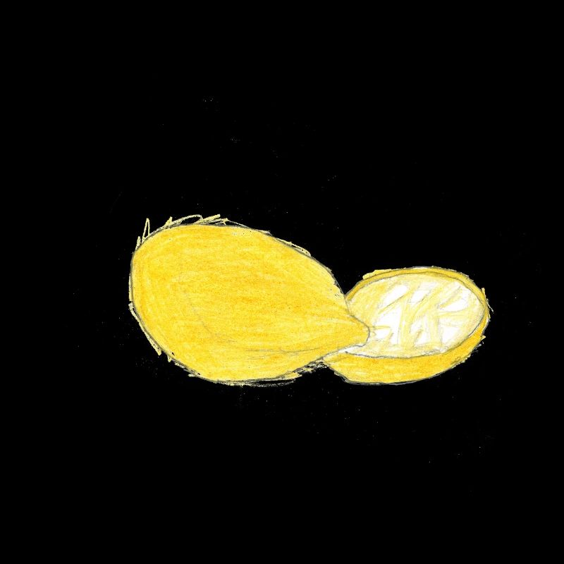Illustration des citrons de Sicile - Sicile