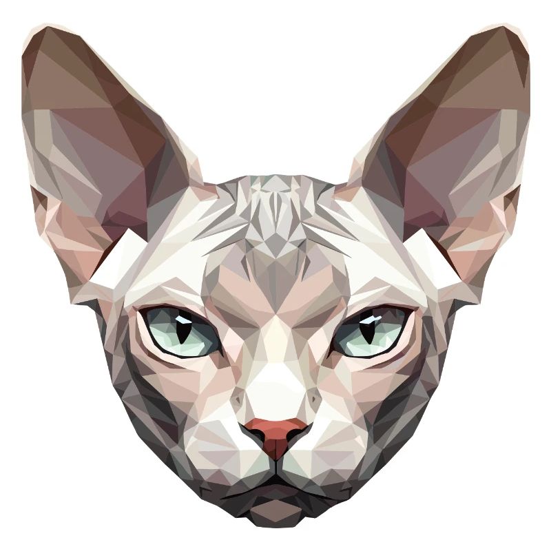 Sphynx Chat Sphynx Chat Chat Canadien Sphinx mignon