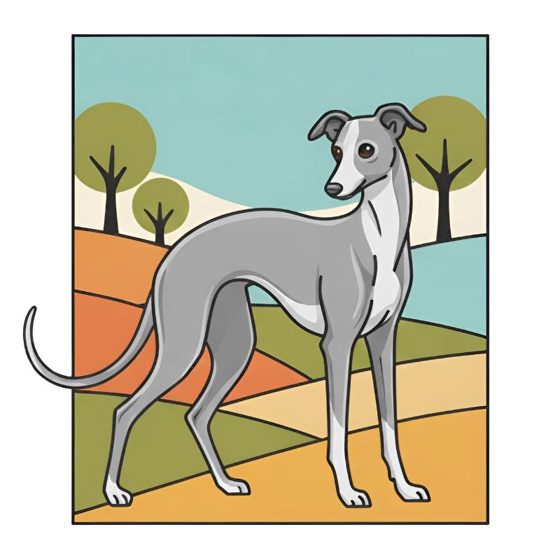 Italian Greyhound