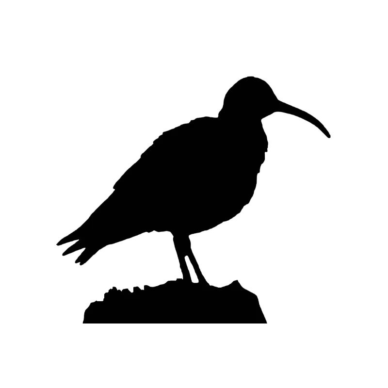 Brachvogel