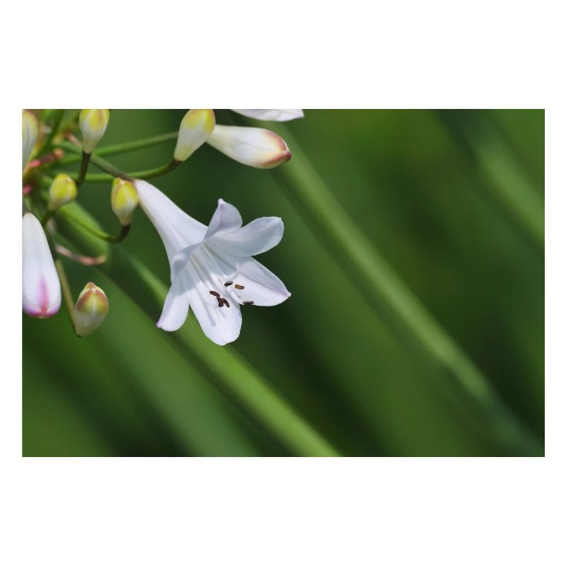 Macro de la fleur de lys blanc