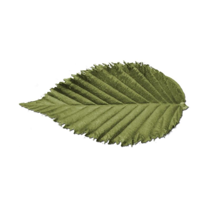 Structure foliaire : motif vert olive