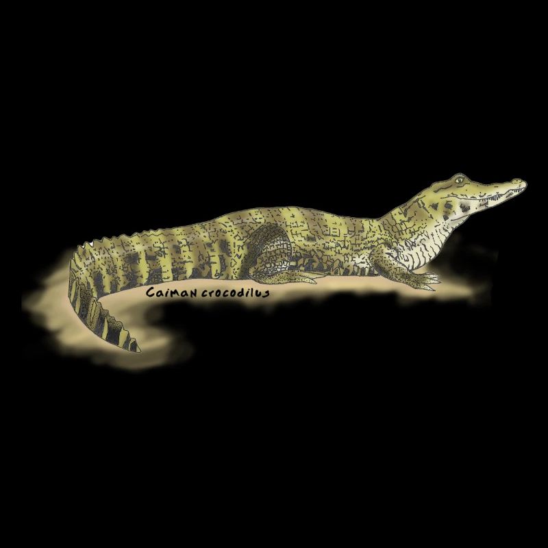 Baba (Caiman crocodilus)