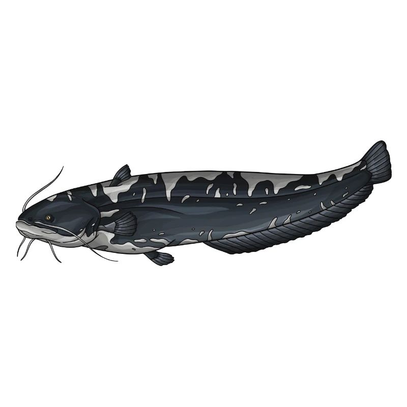 Conception européenne de la pêche au Silurus