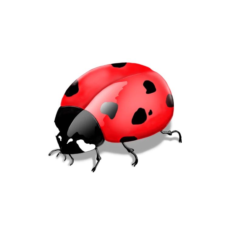 Imprimé insecte