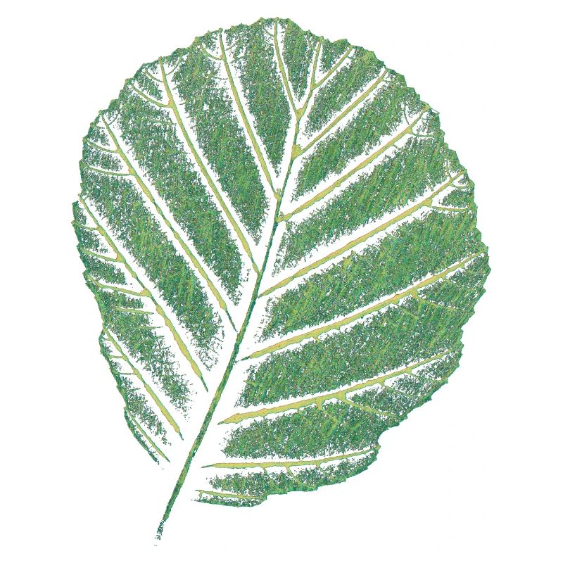 Feuille Erle / Impression d’art originale