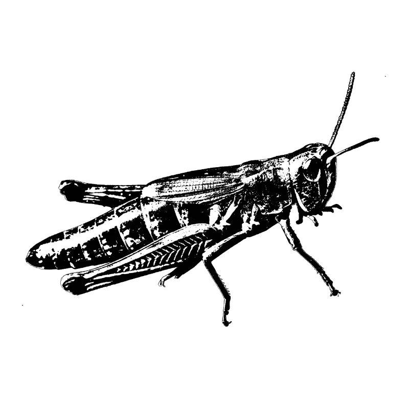 graphique sauterelle