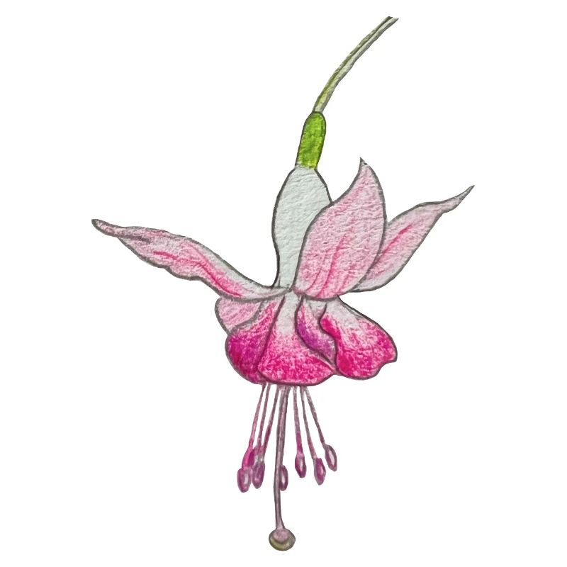 Fleur de fuchsia