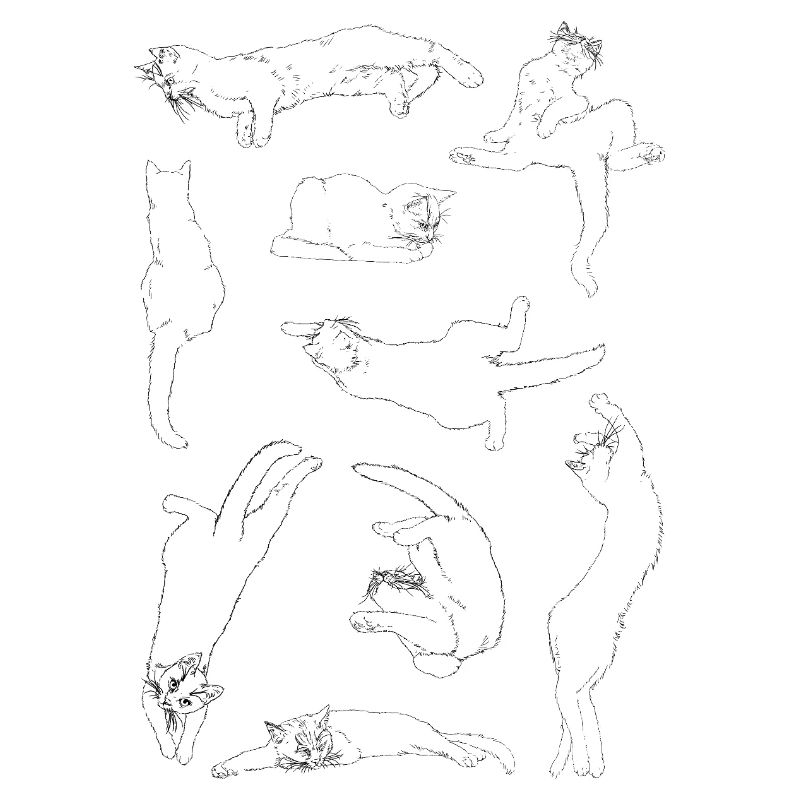 Anatomie du chat