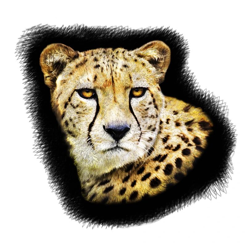 guépard